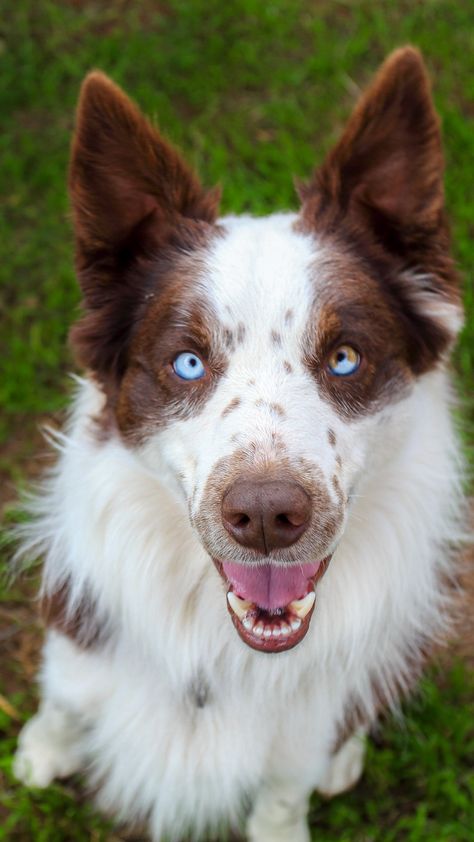 Dog brown border collie with blue eyes Dogs With Two Different Eye Colors, Brown Dog With Blue Eyes, Border Collie With Blue Eyes, Border Collie Blue Eyes, Border Collie Brown, Brown Border Collie, Blue Eyed Dog, White Border Collie, Dog Poems