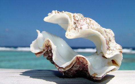 Big Shell Opened by godylins Seashells Photography, Giant Clam Shell, Big Shell, Giant Clam, She Sells Seashells, Shell Decor, Shell Beach, Clam Shell, Sealife