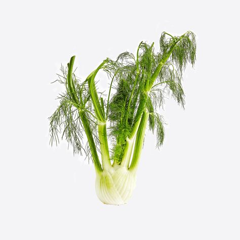 Fennel Fronds, Relaxing Morning, Fennel Recipes, Cooking Advice, Food Crush, Pregnancy Food, Food Source, Veggie Sides, Poached Eggs