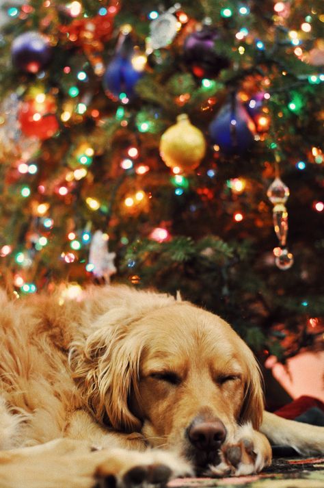 Christmas pup Preppy Pets, Golden Retriever Wallpaper, Christmas Golden Retriever, Puppy Surprise, Snow Decor, Xmas Animals, Christmas Tumblr, Pawprints On My Heart, Lights Trees