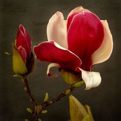 Tulip Magnolia, Magnolia Blossom, Airbrush Art, Magnolia Flower, Botanical Flowers, Flowering Trees, Beautiful Tree, Flower Pictures, Plant Life