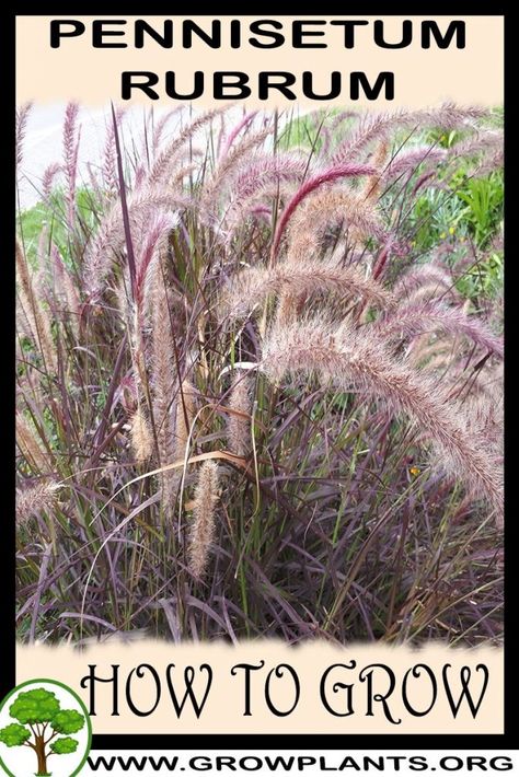 Pennisetum Rubrum, Red Fountain Grass, Pennisetum Setaceum, Vegetative Reproduction, Fountain Grass, Zone 9, Ornamental Plants, Leaf Coloring, Colorful Leaves