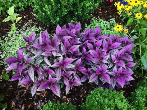 Persian Shield Plant, Florida Plants Landscaping, Lantana Plant, Persian Shield, Florida Landscaping, Florida Plants, Shade Gardens, Landscaping Front Yard, Best Flowers