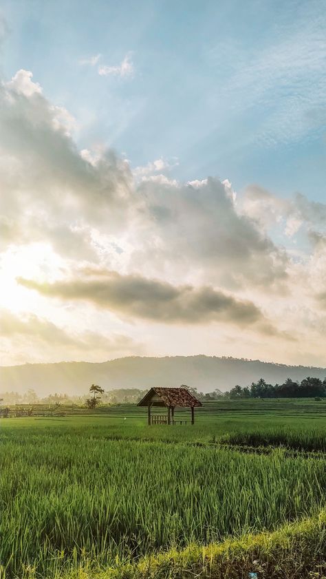 Sawah Padi Photography, Sawah Di Desa Aesthetic, Agriculture Photography, App Wallpaper, Photoshop Rendering, Donny Pangilinan, Urban Landscape Design, Green Screen Background Images, Creepy Images