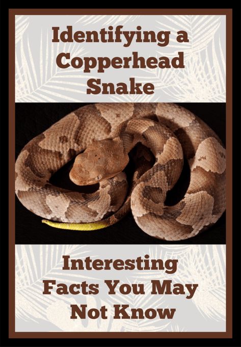 Identifying a Copperhead Snake and Facts You May Not Know - My Four and MoreMy Four and More Snake Deterrent, Snake Repellant, Copperhead Snake, Poisonous Spiders, Snake Facts, Get Rid Of Spiders, Poisonous Snakes, Types Of Snake, Coral Snake