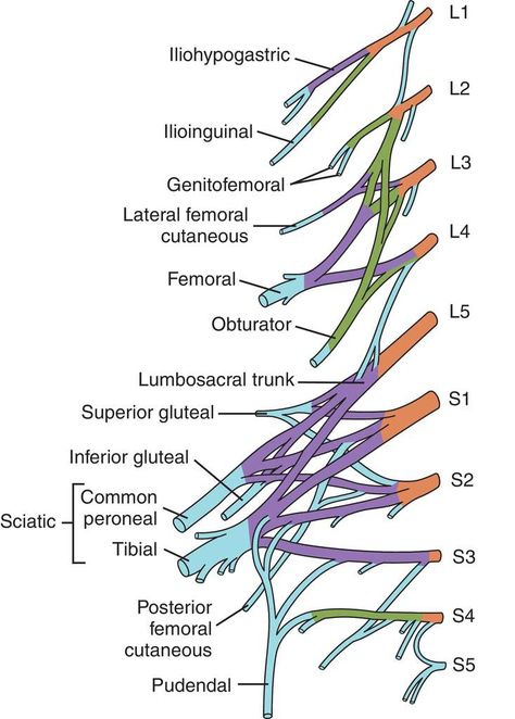 Lumbosacral Plexus, Nerve Anatomy, Physical Therapy Student, Gross Anatomy, Anatomy Bones, Basic Anatomy And Physiology, Reflexology Massage, Human Body Anatomy, Emergency Nursing