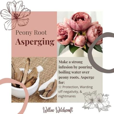 °•☆𝖂𝖎𝖑𝖑𝖔𝖜 𝖂𝖎𝖙𝖈𝖍𝖈𝖗𝖆𝖋𝖙☆•° on Instagram: "Last one and a reshare of one of my old posts PEONY Root Asperging" Resurrection Fern, Peony Root, Kitchen Witchery, Hedge Witch, Herbal Magic, Last One, Crystals And Gemstones, Peonies, All The Colors