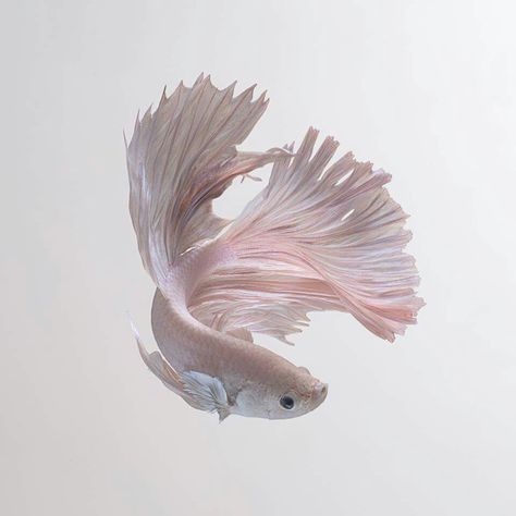 Fish Iphone Wallpaper, Fish Photography, Cr7 Wallpapers, Pretty Fish, Fish Icon, Pink Fish, Beta Fish, Fish Drawings, Cute Fish