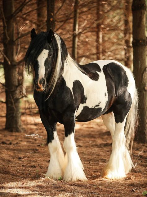 Black And White Clydesdale, Black And White Clydesdale Horses, White Clydesdale Horses, Black Draft Horse, Clysdale Horses, Horses Videos, Fell Pony, Unusual Horse, Black And White Horse