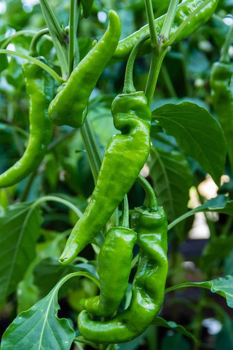 Chili Pepper Types - A List of Chili Peppers and their Heat Levels - Chili Pepper Madness California Chili, Chili Pepper Plant, Types Of Chili Peppers, Anaheim Peppers, Mexican Chili, Stuffed Anaheim Peppers, Capsicum Annuum, Chile Pepper, Pepper Plants