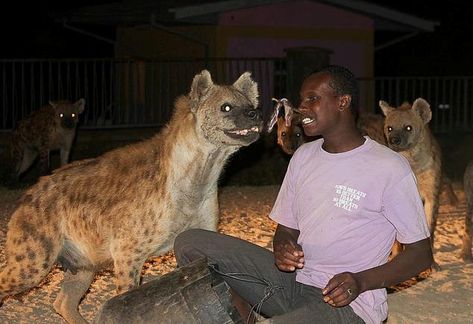 Hyena Reference, Hyena Man, Harar Ethiopia, Oromo People, Spotted Hyena, Come Closer, Walled City, Game Reserve, Silly Animals