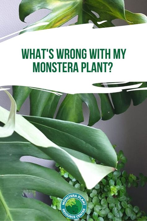 Looking to troubleshoot your Monstera Plant issues? Click to discover what is wrong with your monstera plant. From yellowing leaves to leaves that won't split, learn the issues that plague the Monstera plant and how to grow a healthy and happy plant! #monstera #indoorplants How To Revive A Monstera Plant, Monstera Plant Problems, Monstera Deliciosa Care, Plant Knowledge, Houseplant Tips, Monstera Plant Care, Green Soul, Types Of Houseplants, Plant Tips