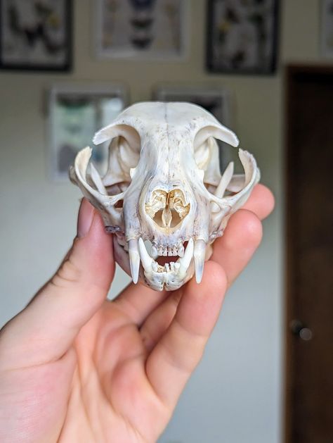 Front profile of a cat skull being held in a hand Oddities Collection, Creative Easter Eggs, Animal Skull, Cat Skull, Poetry Inspiration, Online Friends, Children Book, Animal Skulls, Unboxing Video