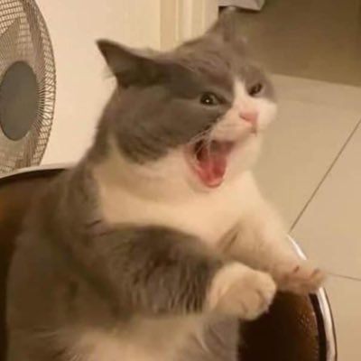 Screaming Animals, Funny Cat Faces, Ugly Cat, Cat Profile, Cat Faces, Image Chat, Cat Pose, Silly Cats Pictures, Cat Meme