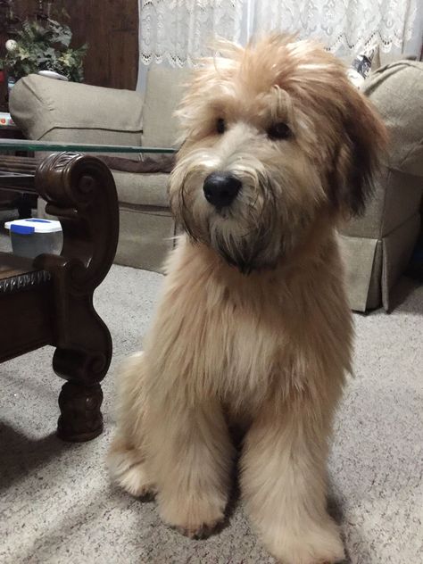 The Soft Coated Wheaten Terrier is one of the quieter breeds in the Terrier dog breed group. They’ll still bark when people enter your home, but they’re not generally yappy. They’re also super easy to train, which makes it easier to teach them not to bark even when visitors show up! Soft Coated Wheaten Terrier Haircuts, Wheaten Terrier Haircut, Leo Haircut, Wheaten Terrier Puppy, Tibet Terrier, Calm Dog Breeds, Scottie Puppies, Sussex Spaniel, Wheaton Terrier