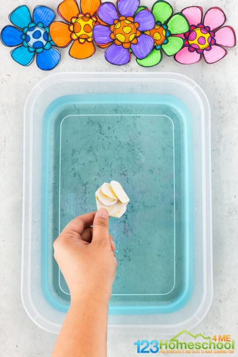 put flower in bing of water Walking Water Experiment, Flower Crafts Preschool, Flower Science, Plant Experiments, Science Experiments Kids Preschool, Spring Preschool Activities, Capillary Action, Walking Water, Plant Activities