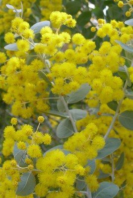 Note: use either pop up menus or divide into sections by height Queensland Silver Wattle, Australian Wattle, Native Australian Garden, Common Garden Plants, Landscape Ideas Front Yard Curb Appeal, Australian Garden Design, Australian Trees, Australian Native Garden, Native Gardens