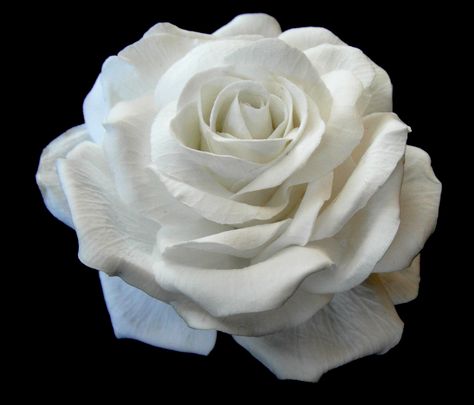 Rose With Petals Falling, White Roses Aesthetic, White Rose Png, Homemade Wedding Cake, Rosé Close Up, Rosé Png, White Rose Flower, Nothing But Flowers, Single Rose