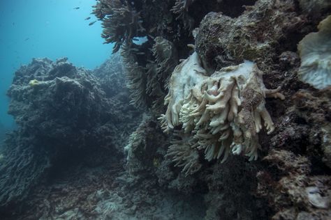 APNewsBreak: Experts demand more effort to save coral reefs Coral Bleaching, The Great Barrier Reef, Coral Reefs, The Weather Channel, Marine Animals, Great Barrier Reef, Underwater World, Coral Reef, Graveyard