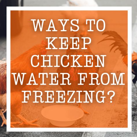 16 Ways To Keep Chicken Water From Freezing How To Keep Chicken Water From Freezing, Chicken Water From Freezing, Pvc Chicken Waterer, Heated Chicken Waterer, Diy Heater, Chickens In The Winter, Pet Water Bowl, Chicken Waterer, Metal Chicken