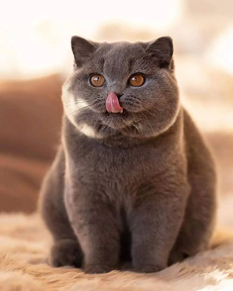 Scottish Fold Cats, 5 Month Old, British Short Hair, Cats Pictures, Short Hair Cats, British Shorthair Cats, Cat Pose, Scottish Fold, British Shorthair