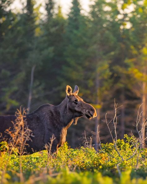 The ULTIMATE Guide to Moosehead Lake Maine 4 Moosehead Lake Maine, Maine Aesthetic, Alaska Moose, Maine In The Fall, Cow And Calf, Alaska Highway, Wild Animals Photography, Forest Camp, Maine Vacation