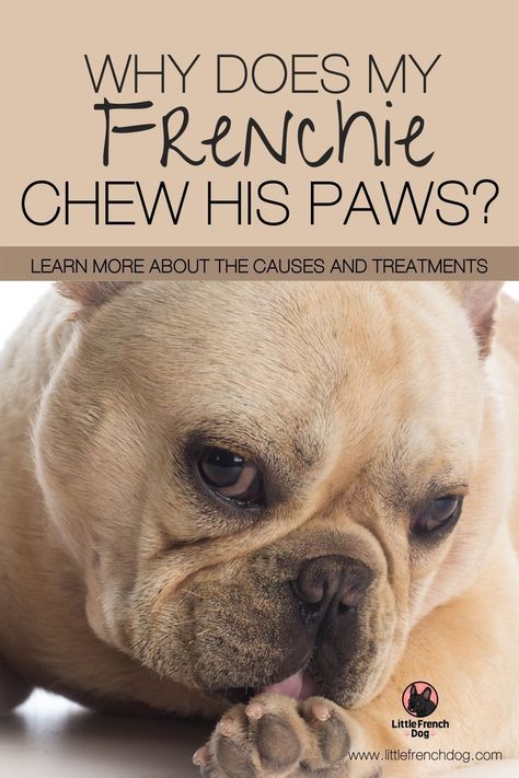 French Bulldog Allergies, Breeding French Bulldogs, Frenchie Essentials, Dog Chewing Paws, Dog Balm, Dog Dry Skin, Foods Dogs Can Eat, French Bulldog Harness, New Puppy Checklist