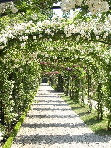 Garden Vines, Garden Arches, Garden Walkway, Backyard Pergola, Have Inspiration, Garden Pathway, Climbing Roses, White Gardens, Easy Garden