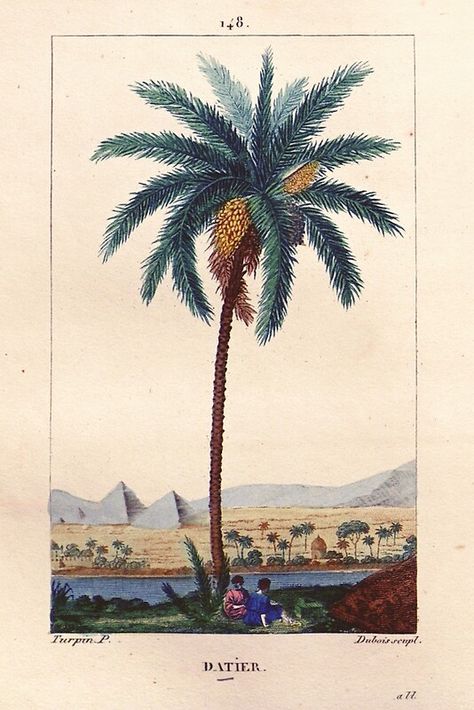 Dates Tree, Date Palm, Free Illustration Images, Illustration Botanique, Nature Artwork, Antique Illustration, المملكة العربية السعودية, Watercolor Trees, Tropical Art