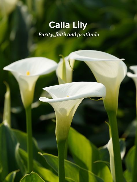 History and Meaning of Calla Lilies Calla Lily Meaning, Greece Flowers, Plant Symbolism, Lily Meaning, Flower Symbolism, White Calla Lilies, Calla Lily Flower, Symbolic Meanings, Arum Lily