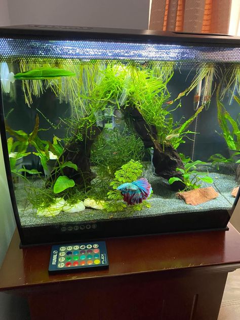 Cool Fish Tank Decorations, Tank Terrarium, Fish Aquarium Decorations, Fish Tank Themes, Fish Pond Gardens, Amazing Aquariums, Fish Tank Terrarium, Cool Fish Tanks, Aquascape Design