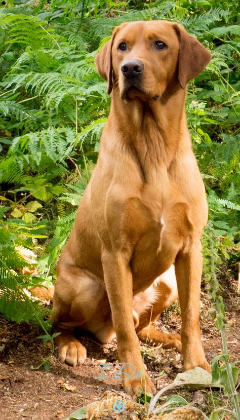 Stunning Fox Red Labrador photo taken during the Andy Biggar Photography Course North Wales August 2015 .. practice makes perfect!  Taken with my Olympus OM-D EM-10. Labrador Photo, Fox Red Lab, Fox Red Labrador, Red Labrador, Photography Course, Practice Makes Perfect, Popular Dog Breeds, Most Popular Dog Breeds, Labrador Retriever Puppies