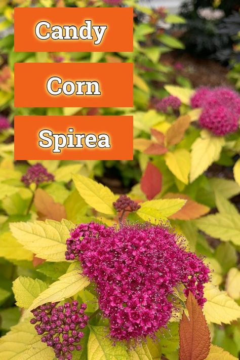 Just in time for Halloween, candy corn spirea is a flowering shrub that adds color to the garden in every season. #candycorn #spirea #spiraea #gardening Candy Corn Spirea, Spirea Plant, Spirea Bush, Spirea Shrub, Bridal Wreath Spirea, Bush Garden, Bridal Wreath, Halloween Candy Corn, Small White Flowers