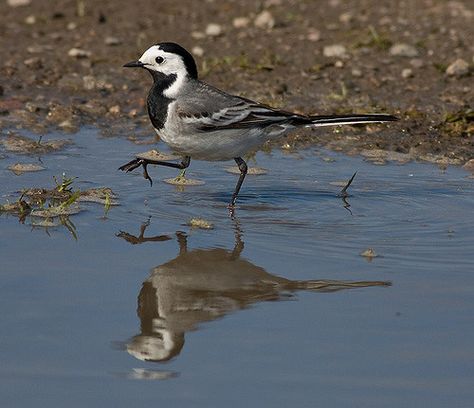 Öland May 2009 Pied Wagtail Avian Humanoid, Wagtail Bird, Pied Wagtail, Birds Reference, Black And White Animals, White Animals, Bird Watercolor Paintings, Bird Drawing, Bird Watercolor