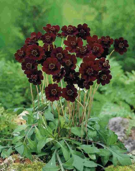 Scientific Names Of Flowers, Chocolate Cosmos Flower, Chocolate Cosmos, Goth Garden, Gothic Garden, Cosmos Flowers, Chocolate Flowers, Fragrant Plant, Moon Garden