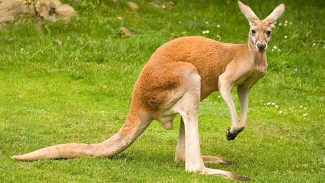 Kangaroo 1 Kangaroo Image, Kangaroo Tail, Eastern Grey Kangaroo, Red Kangaroo, Native Australians, National Animal, Australian Animals, Animal Facts, Animal Coloring Pages