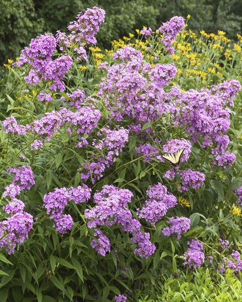 Phlox Paniculata Jeana, Phlox Jeana, Phlox Paniculata, Sunny Garden, Lake Garden, Diy Garden Fountains, Plants Growing, Shade Flowers, Plant Tags