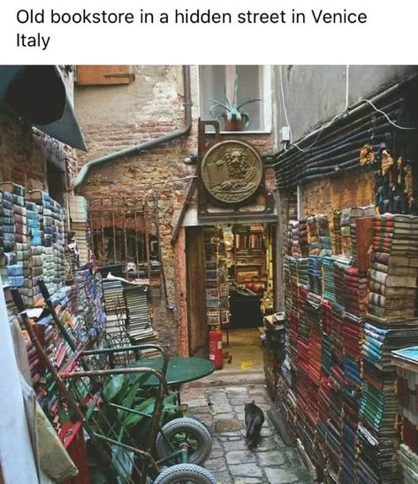 Old Bookstore, Bookstore Cats, Italian Trip, Back Alley, Lots Of Cats, Venice Travel, Adorable Cats, Lake Garda, Venice Italy