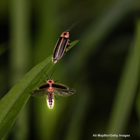 Imagine a perfect summer evening. Dewy grass tickling your bare feet. Stars twinkling overhead. And flashing fireflies everywhere! If fireflies live near you, here are some fun ideas for appreciating your flashy friends: https://rangerrick.org/nature/make-friends-with-fireflies/ (link in bio) #FirstDayofSummer #Summer #SummerFun #SummerOutdoors #Firefly #Fireflies #LightningBugs #LightningBug #Beetles #Nature #wildlife #wildlifephotography #wildlifephoto #SummerNight #SummerNights Bug Fairy, Ranger Rick Magazine, Firefly Photography, Interesting Insects, Lightning Bug, First Day Of Summer, Wildlife Photos, Nature Wildlife, Summer Evening