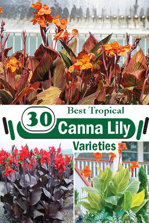 Not just the beautiful flowers but these 30 Best Types of Canna Lily Varieties have bold tropical and unique foliage as well. Orange Canna Lily, Canna Lily Landscaping Front Yard, Types Of Tropical Flowers, Canna Lily Varieties, Canna Lily Landscaping Ideas, Cannas Flowers, Full Sun Tropical Plants, Canna Lily Landscaping, Cana Lillies