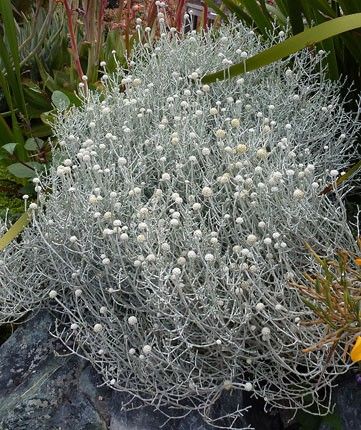 Leucophyta Brownii, Cushion Bush, Coastal Plants, Silver Plant, Australian Native Garden, Australian Plants, Australian Garden, Australian Native Plants, Garden Shrubs