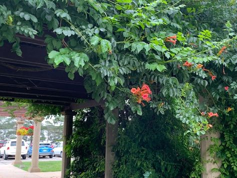 Virginia Creeper, Trumpet Vine, Landscaping Inspiration, Vine Leaves, Tall Trees, Garden Club, Seed Pods, Hummingbirds, Orange Blossom