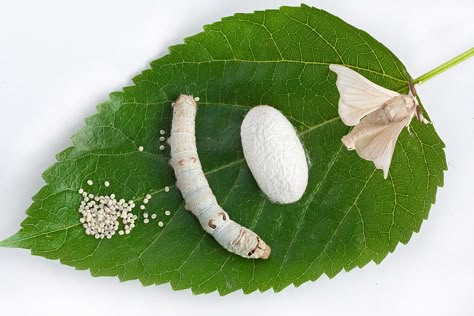 Mulberry Leaf With Silkworm Photograph by Baobao Ou Silkworm Life Cycle, Silkworm Moth, Silk Image, White Worms, Hungry Caterpillar Activities, Silkworm Cocoon, Mulberry Leaf, Willow Weaving, Mulberry Tree