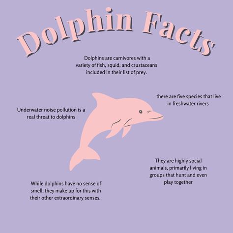 Oceanography Marine Biology, Marine Poster, Dolphin Facts, Animal Infographic, Wildlife Biologist, Biology Facts, Biology Notes, Marine Biologist, Life Journal