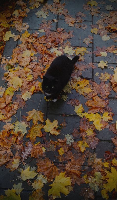 #autumn #fall #cats #autumnvibes #blackcat #leaves #aesthetic #halloween #wallpaper Cat Fall Wallpaper, Aesthetic Halloween Wallpaper, Fall Wallpaper Aesthetic, Leaves Aesthetic, Fall Cats, Iphone Wallpaper Cat, Autumn Wallpaper, Wallpaper Cat, Autumn Leaves Photography