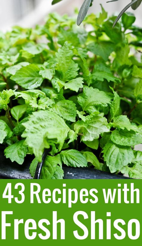 Shiso Recipes: 43 Things To Do With Fresh Shiso | Chocolate & Zucchini Shiso Recipe, Greens Recipes, Easy Asian, Herb Recipes, Harvest Recipes, Japanese Recipes, Primal Recipes, Chocolate Zucchini, Japanese Cooking