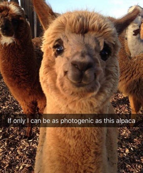 Memes Funny, Cat Memes, Alpaca, I Can, Memes, Funny, Animals