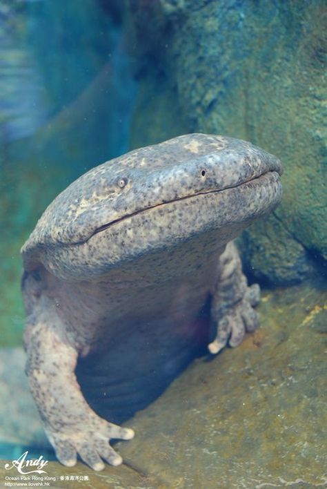 This is a Chinese giant salamander, the world’s largest salamander. It can grow up to six feet long. It is highly endangered due to water pollution and harvest for the Chinese traditional medicine market. (by Andy Loves Hong Kong): Chinese Salamander, Chinese Giant Salamander, Chinese Traditional Medicine, Giant Salamander, Market Photo, Salamanders, Water Pollution, Interesting Animals, Unusual Animals