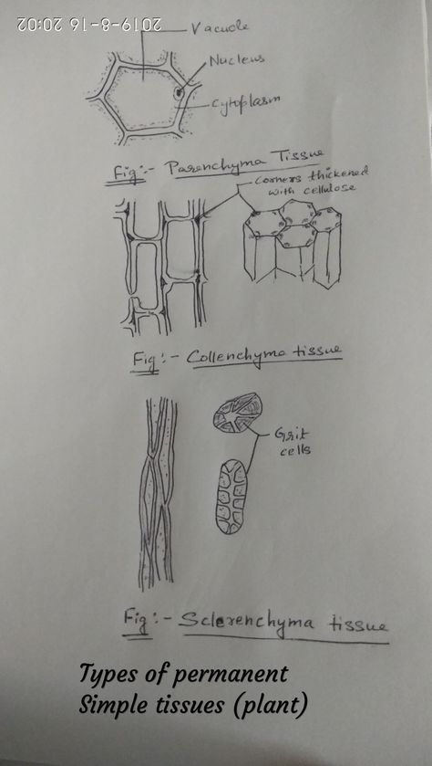 Plant Tissue Diagram, Tissue Diagram, Bio Notes, Plant Biology, Science Diagrams, Suga Edit, Tissue Types, Bond Paper Design, Study Flashcards