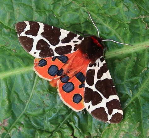 Garden Tiger Moth Tattoo, Garden Tiger Moth, Giant Leopard Moth, Colorful Insects, Io Moth, Leopard Moth, Moth Species, Tiger Moth, Tattoo Reference